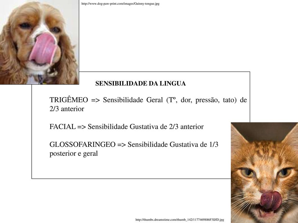 tato) de 2/3 anterior FACIAL => Sensibilidade Gustativa de 2/3 anterior