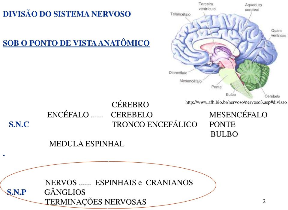 ÉFALO... CEREBELO MESENC