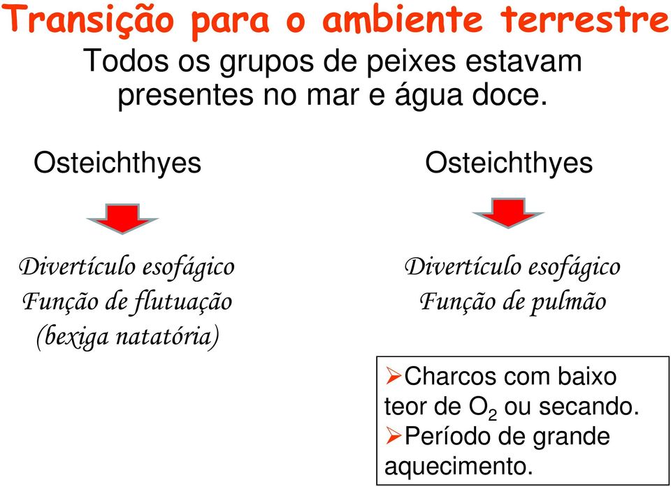 Osteichthyes Osteichthyes Divertículo esofágico Função de flutuação