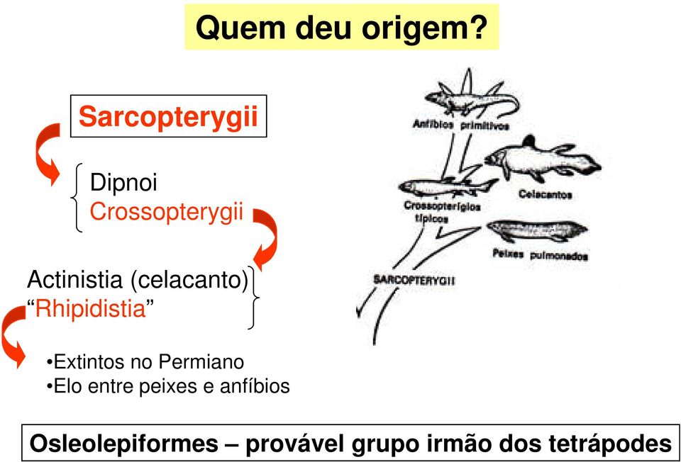 (celacanto) Rhipidistia Extintos no Permiano