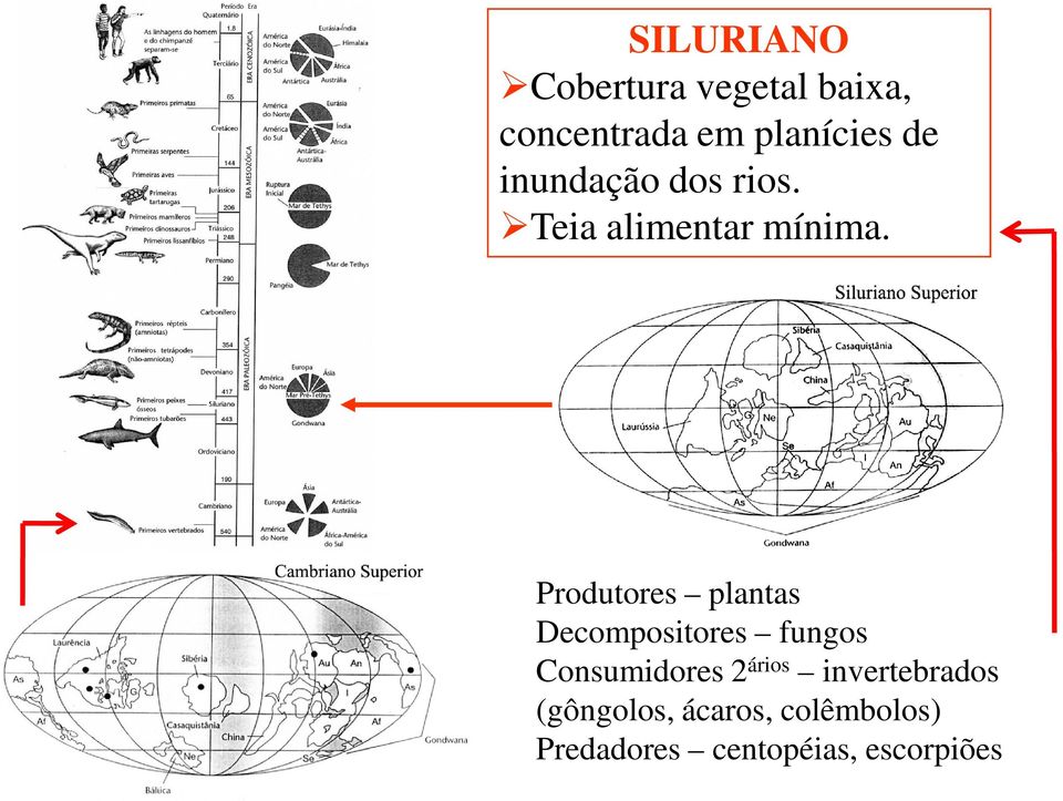 Produtores plantas Decompositores fungos Consumidores 2 ários