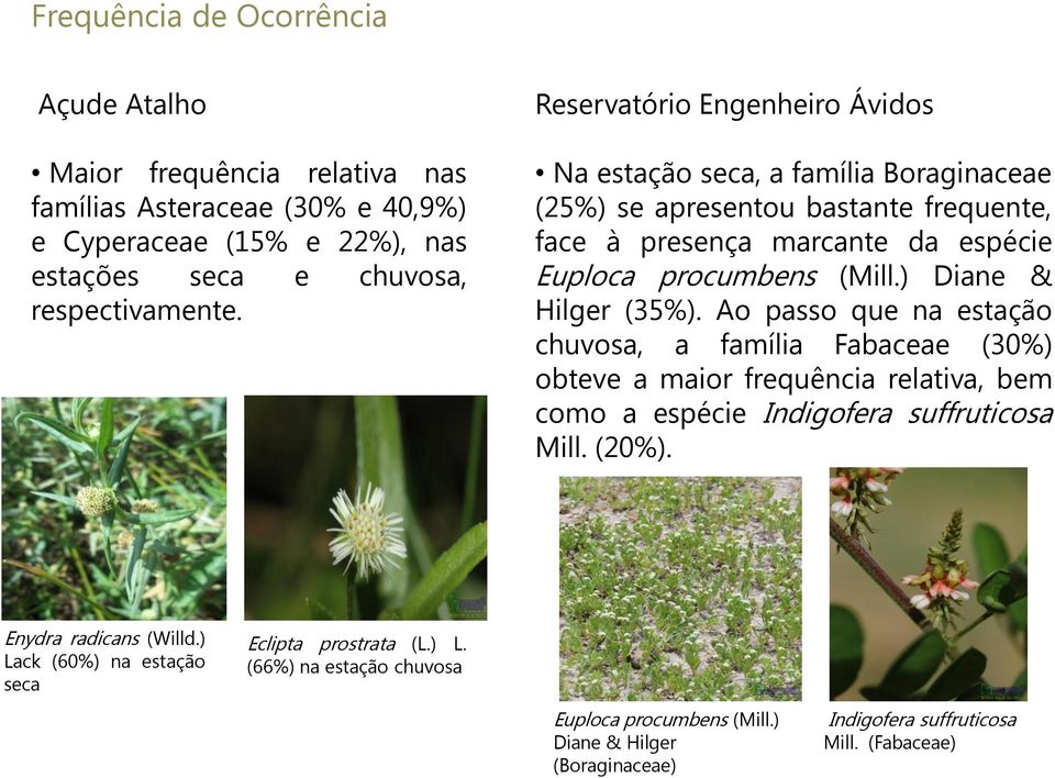) Diane & Hilger (35%). Ao passo que na estação chuvosa, a família Fabaceae (30%) obteve a maior frequência relativa, bem como a espécie Indigofera suffruticosa Mill. (20%).