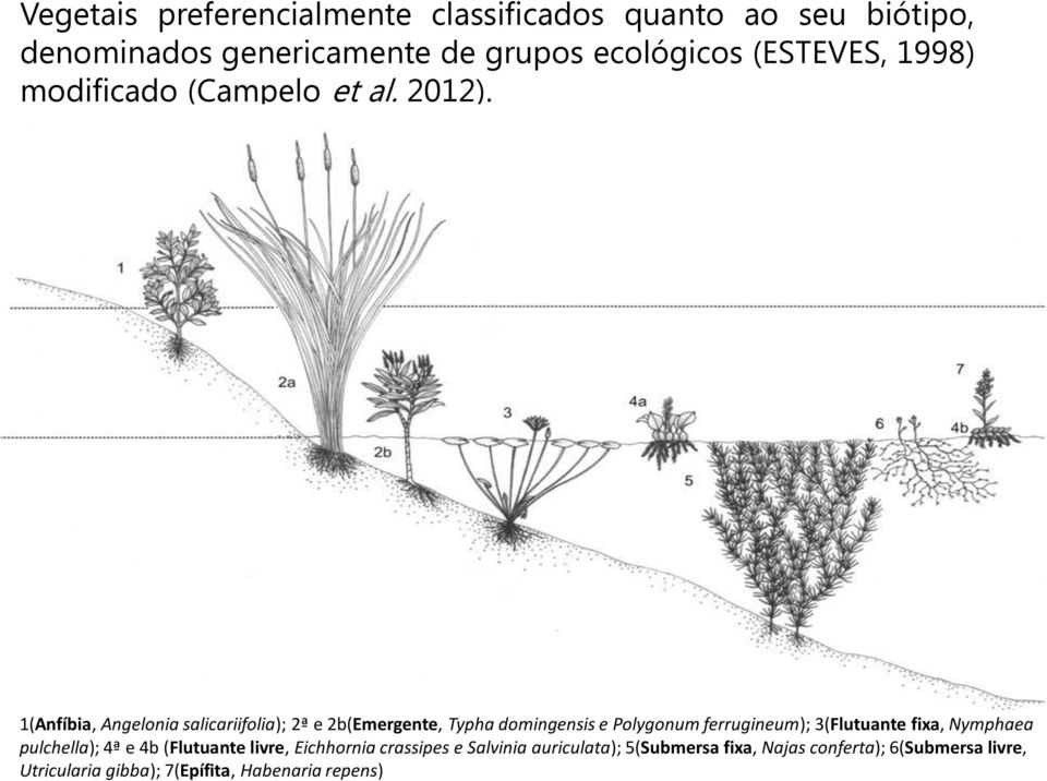 1(Anfíbia, Angelonia salicariifolia); 2ª e 2b(Emergente, Typha domingensis e Polygonum ferrugineum); 3(Flutuante