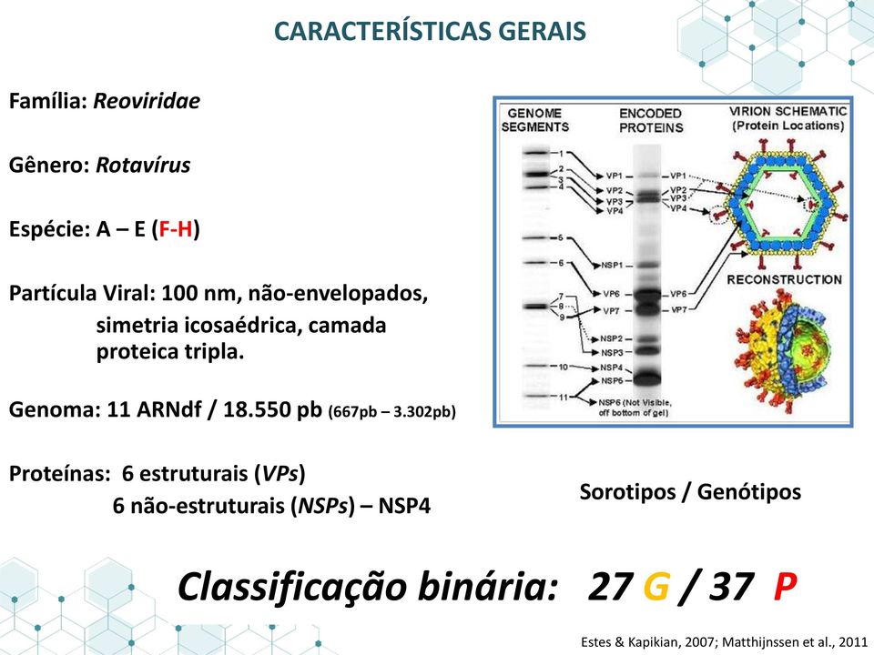 Genoma: 11 ARNdf / 18.550 pb (667pb 3.