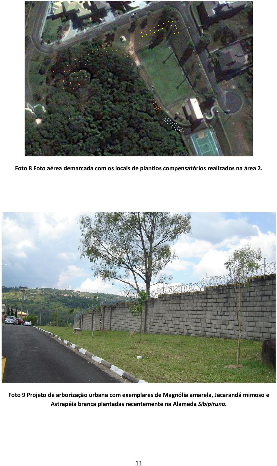 Foto 9 Projeto de arborização urbana com exemplares de