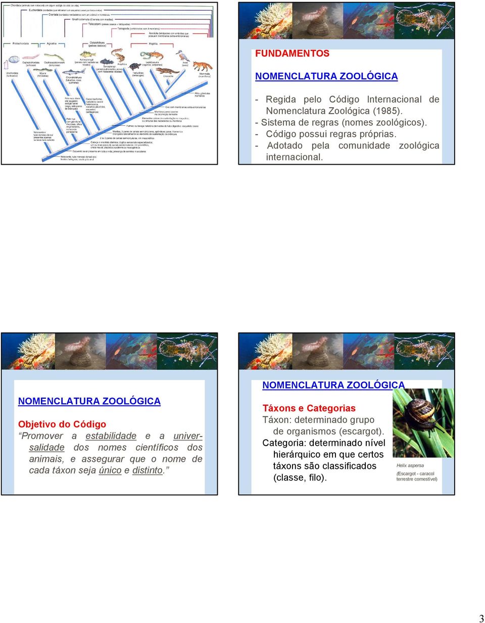 Objetivo do Código Promover a estabilidade e a universalidade dos nomes científicos dos animais, e assegurar que o nome de cada táxon seja único e