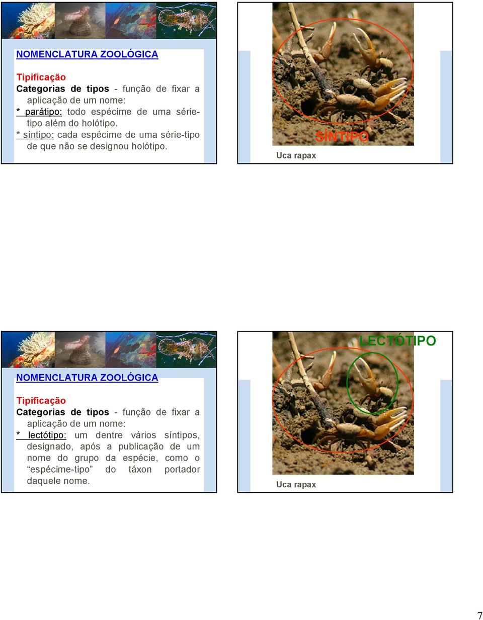 Uca rapax SÍNTIPO LECTÓTIPO * lectótipo: um dentre vários síntipos, designado,