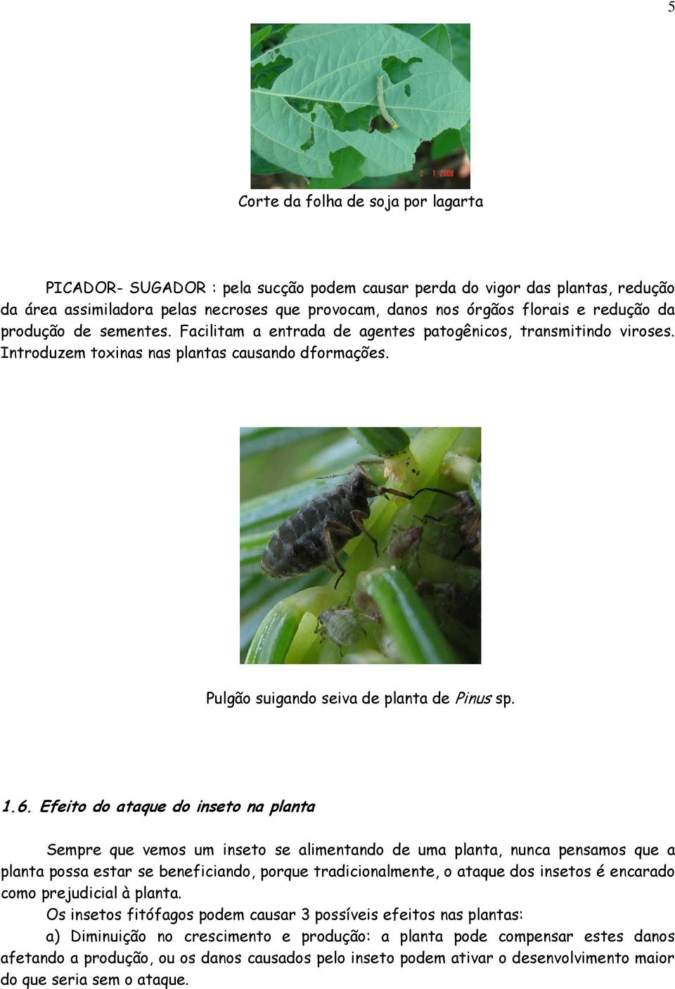 Efeito do ataque do inseto na planta Sempre que vemos um inseto se alimentando de uma planta, nunca pensamos que a planta possa estar se beneficiando, porque tradicionalmente, o ataque dos insetos é