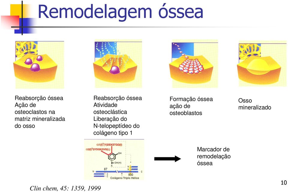 do N-telopeptídeo do colágeno tipo 1 Formação óssea ação de