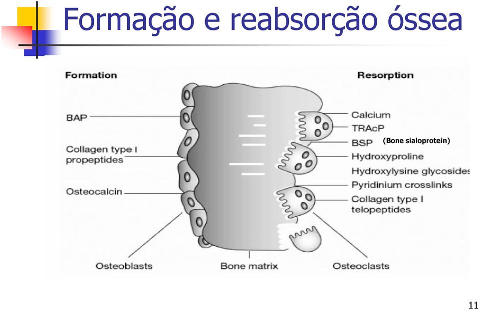 óssea (Bone