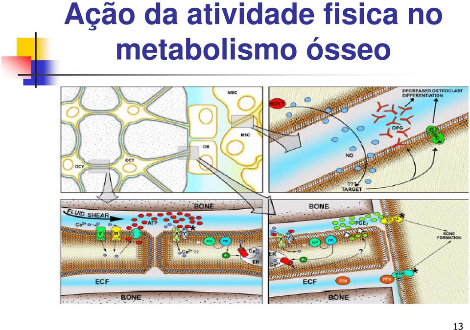 fisica no