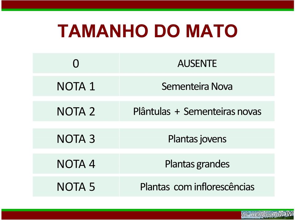 5 Plântulas + Sementeiras novas Plantas