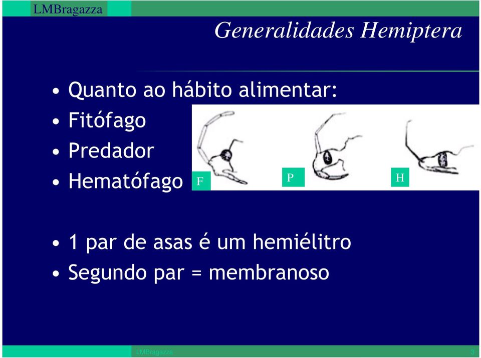 Hematófago F P H 1 par de asas é um