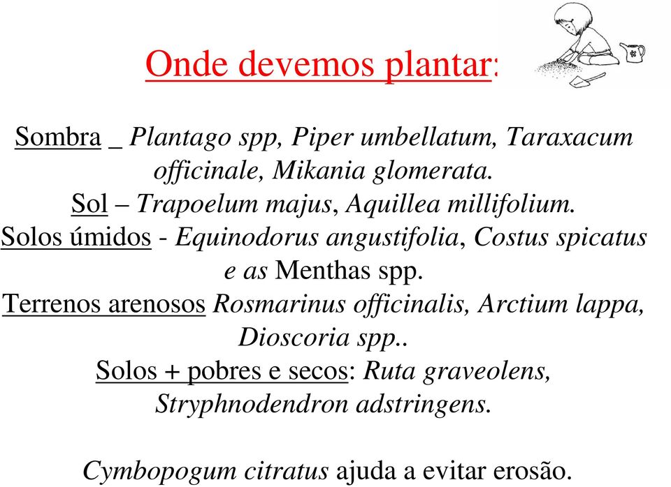 Solos úmidos - Equinodorus angustifolia, Costus spicatus e as Menthas spp.