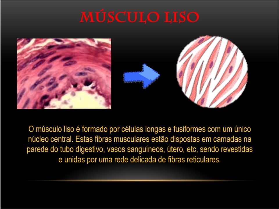 Estas fibras musculares estão dispostas em camadas na parede do tubo