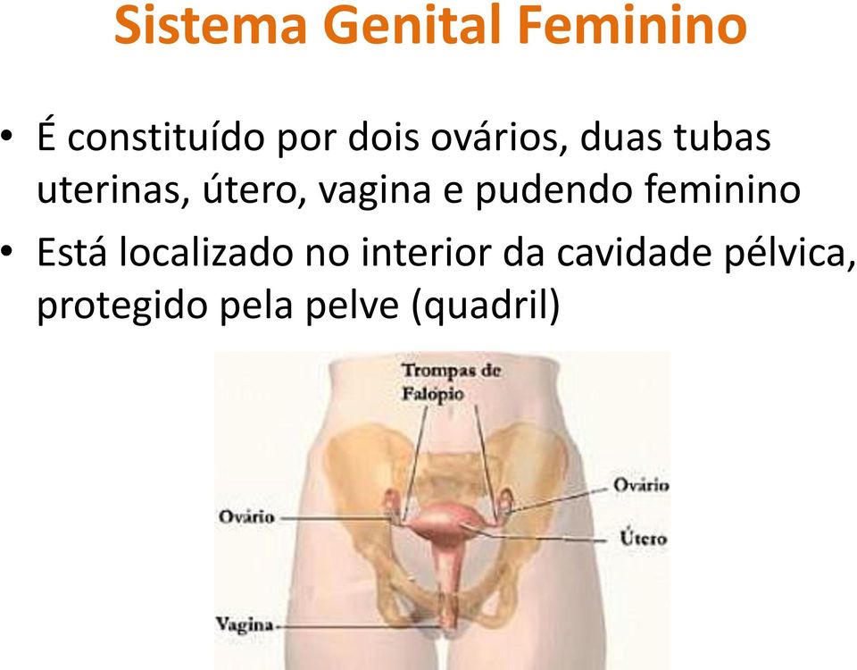 pudendo feminino Está localizado no interior da