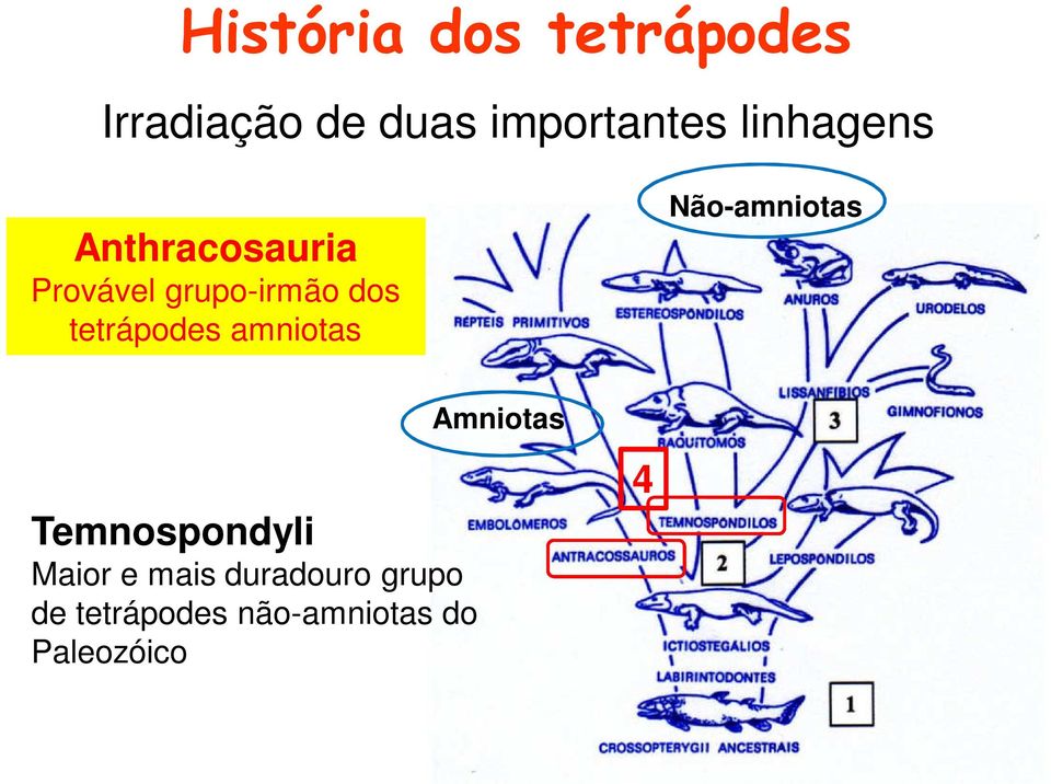 tetrápodes amniotas Não-amniotas Temnospondyli Maior e