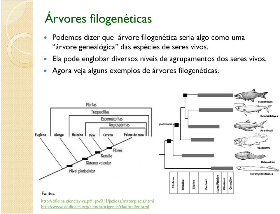 Ela pode englobar diversos níveis de agrupamentos dos seres vivos.