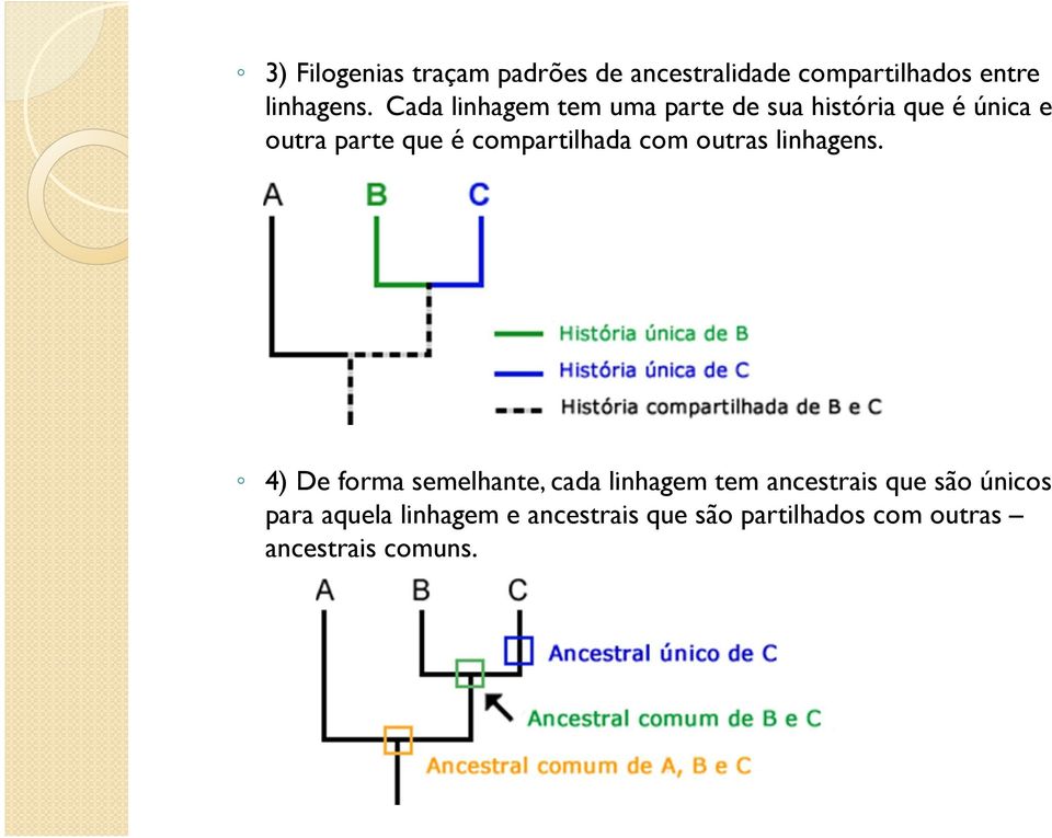 compartilhada com outras linhagens.