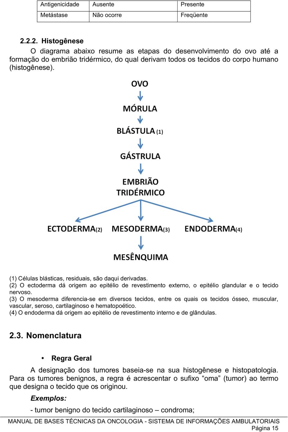 (1) Células blásticas, residuais, são daqui derivadas. (2) O ectoderma dá origem ao epitélio de revestimento externo, o epitélio glandular e o tecido nervoso.