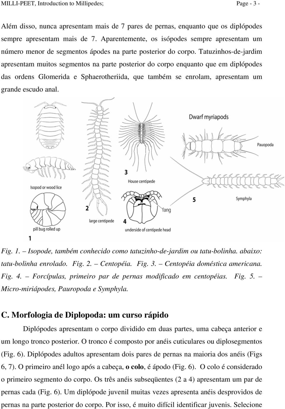 Tatuzinhos-de-jardim apresentam muitos segmentos na parte posterior do corpo enquanto que em diplópodes das ordens Glomerida e Sphaerotheriida, que também se enrolam, apresentam um grande escudo anal.