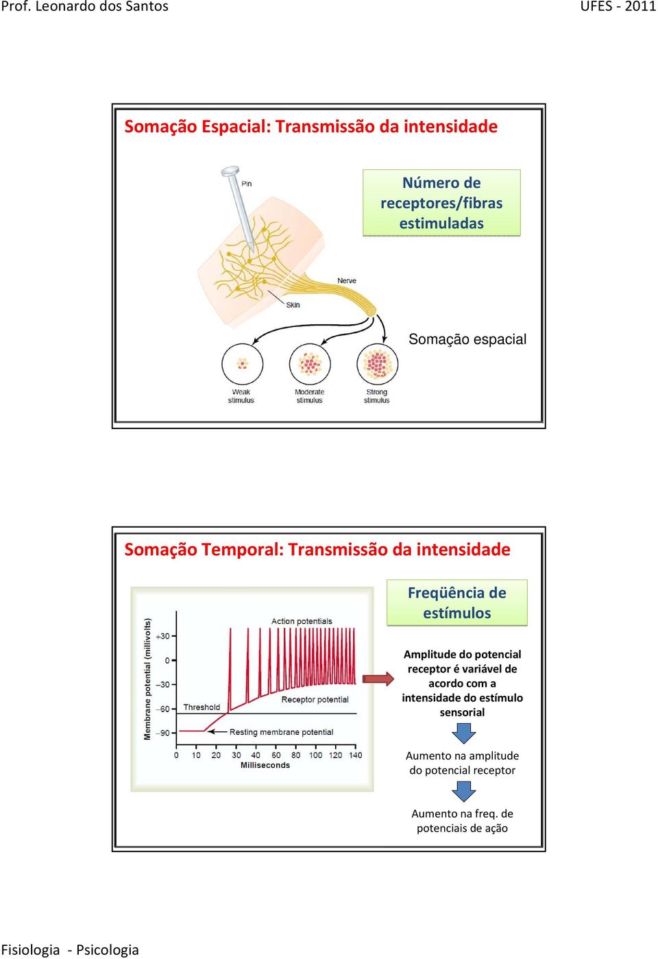 Amplitude do potencial receptor é variável de acordo com a intensidade do estímulo