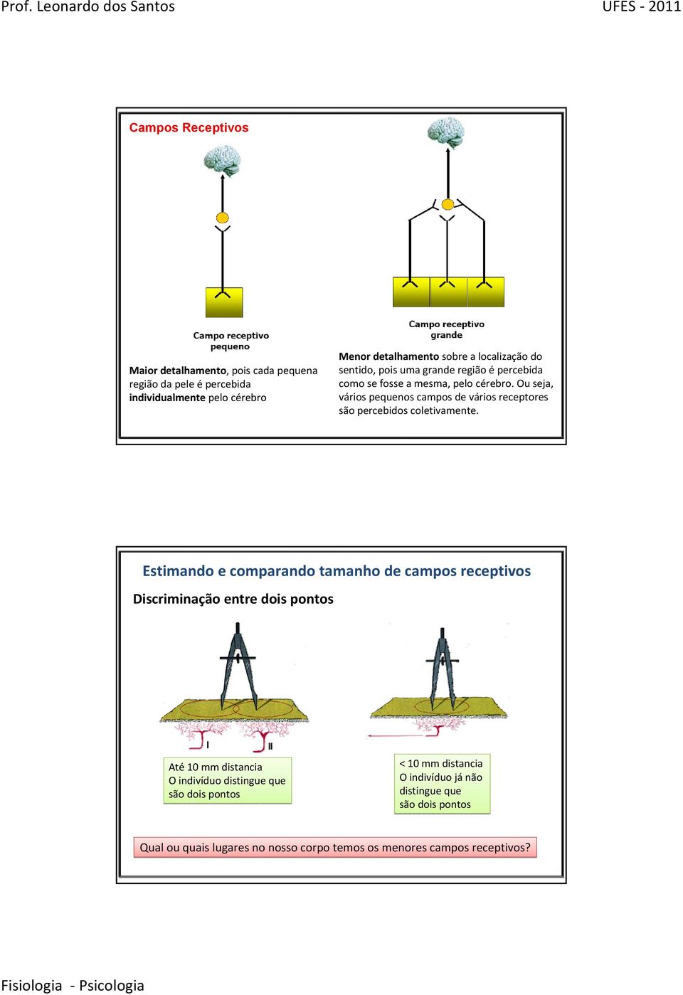 Ou seja, vários pequenos campos de vários receptores são percebidos coletivamente.