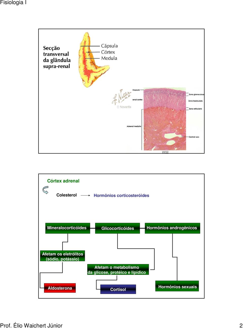 os eletrólitos (sódio, potássio) Afetam o metabolismo da glicose,