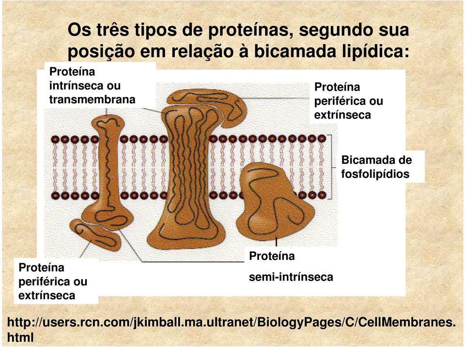 extrínseca Bicamada de fosfolipídios Proteína periférica ou extrínseca