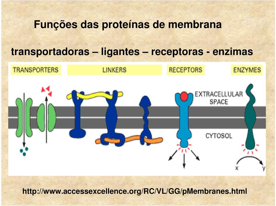 receptoras - enzimas http://www.