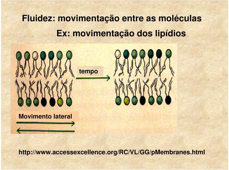 lipídios tempo Movimento lateral