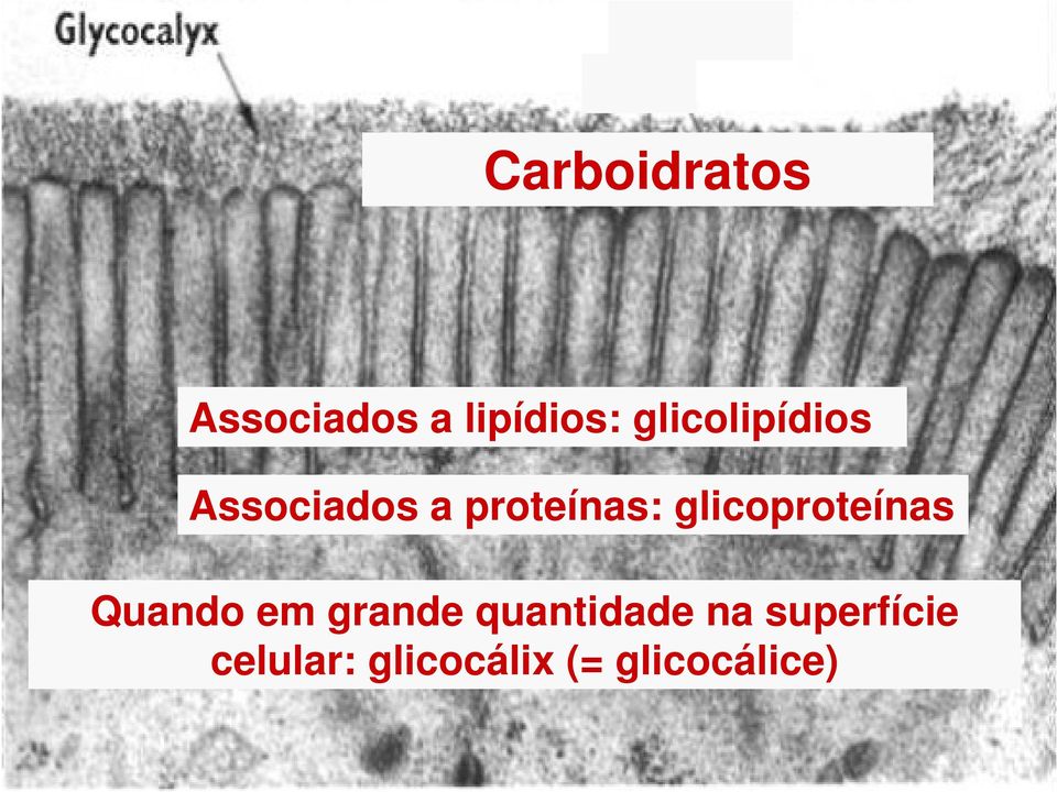 glicoproteínas Quando em grande