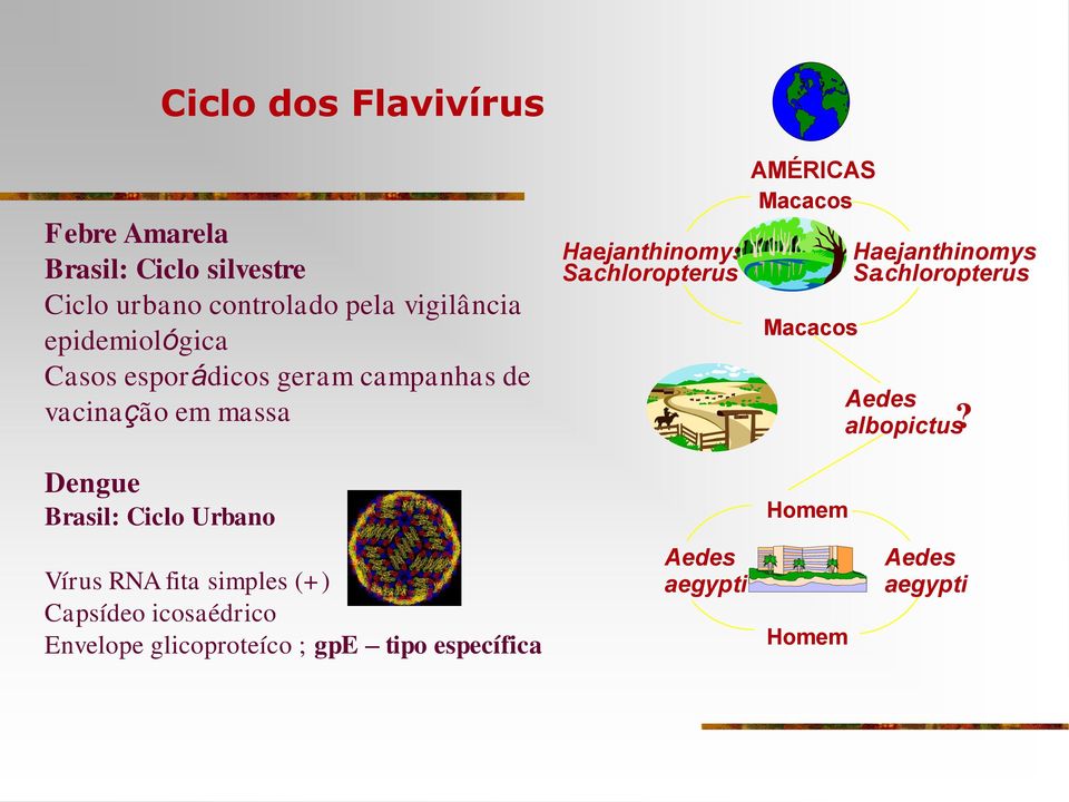 chloropterus AMÉRICAS Macacos Macacos Hae. janthinomys Sa. chloropterus Aedes albopictus?