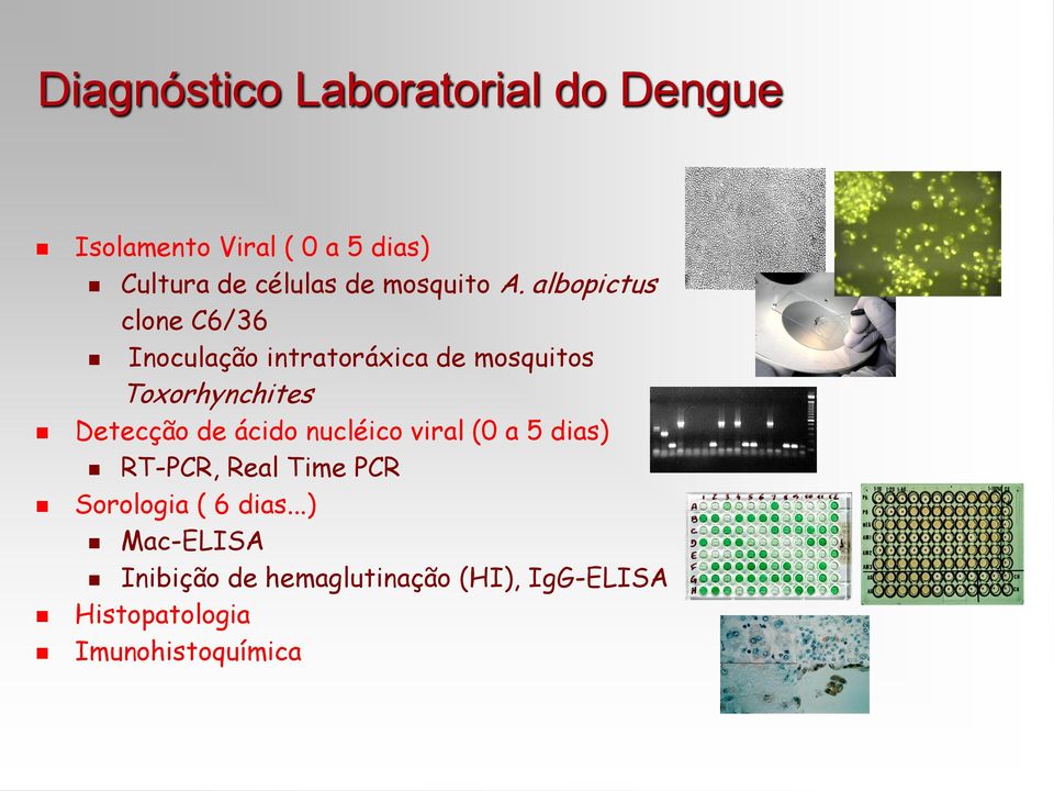 albopictus clone C6/36 Inoculação intratoráxica de mosquitos Toxorhynchites Detecção de