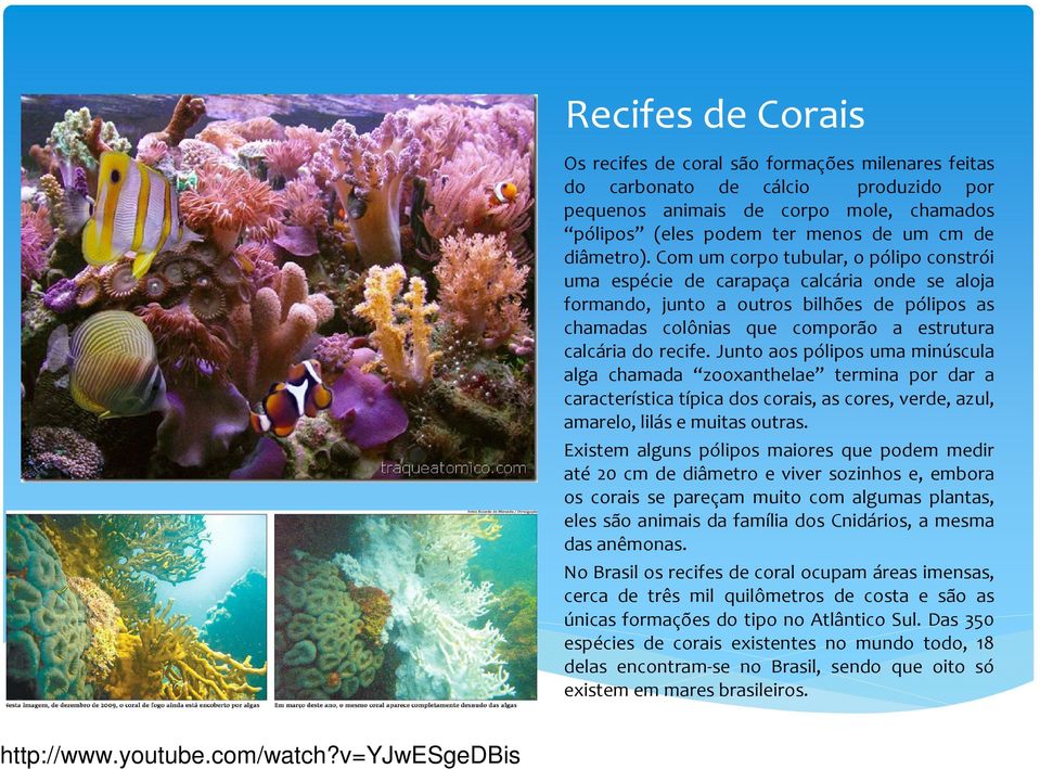 Junto aos pólipos uma minúscula alga chamada zooxanthelae termina por dar a característica típica dos corais, as cores, verde, azul, amarelo, lilás e muitas outras.