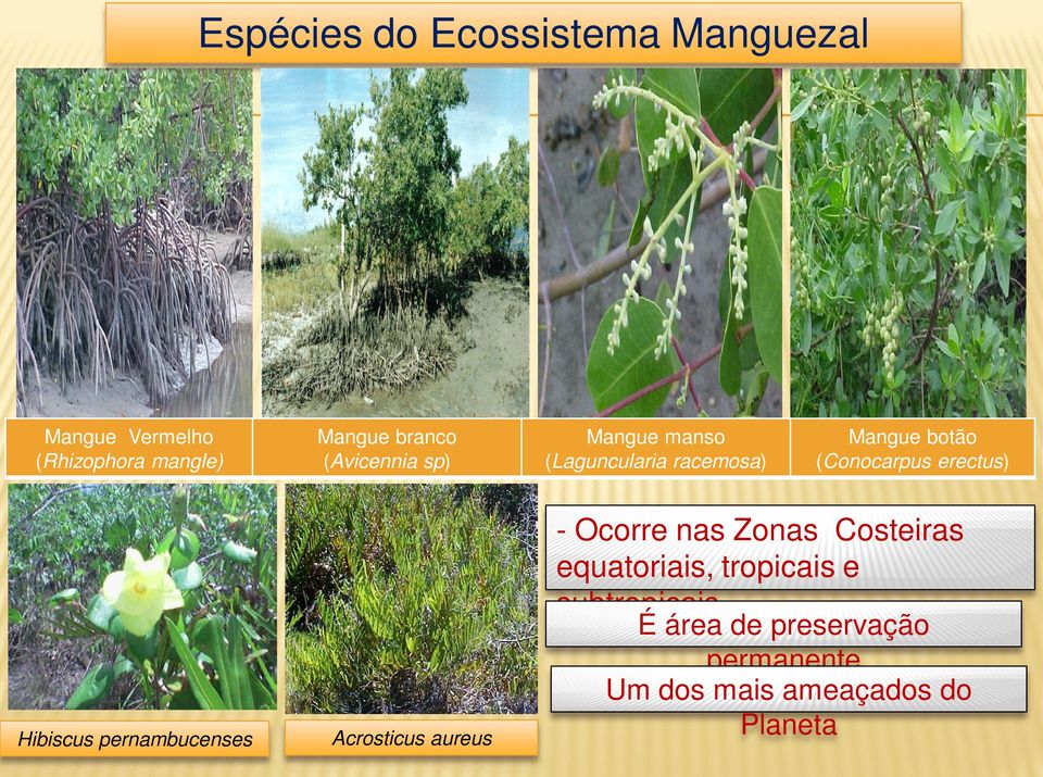 Hibiscus pernambucenses Acrosticus aureus - Ocorre nas Zonas Costeiras equatoriais,