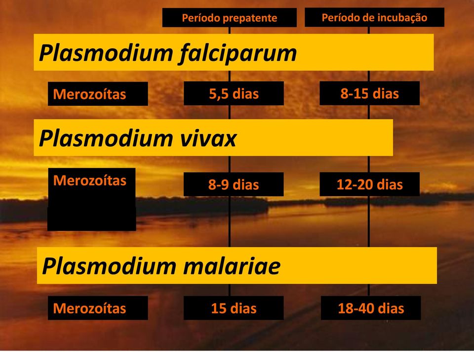 Plasmodium vivax Merozoítas Hipnozoitas 8-9 dias
