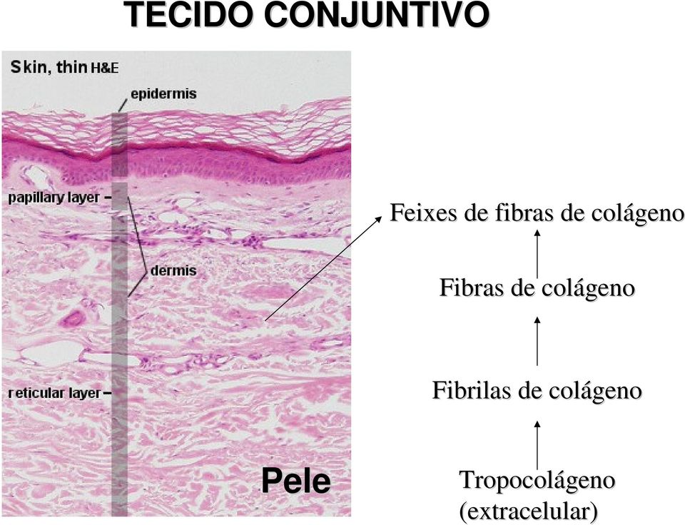 colágeno Fibrilas de