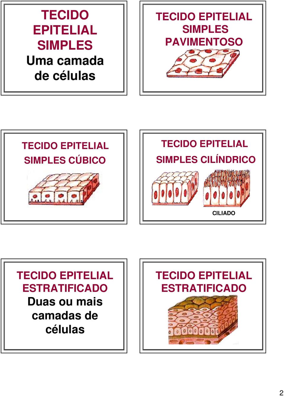 SIMPLES CILÍNDRICO CILIADO ESTRATIFICADO