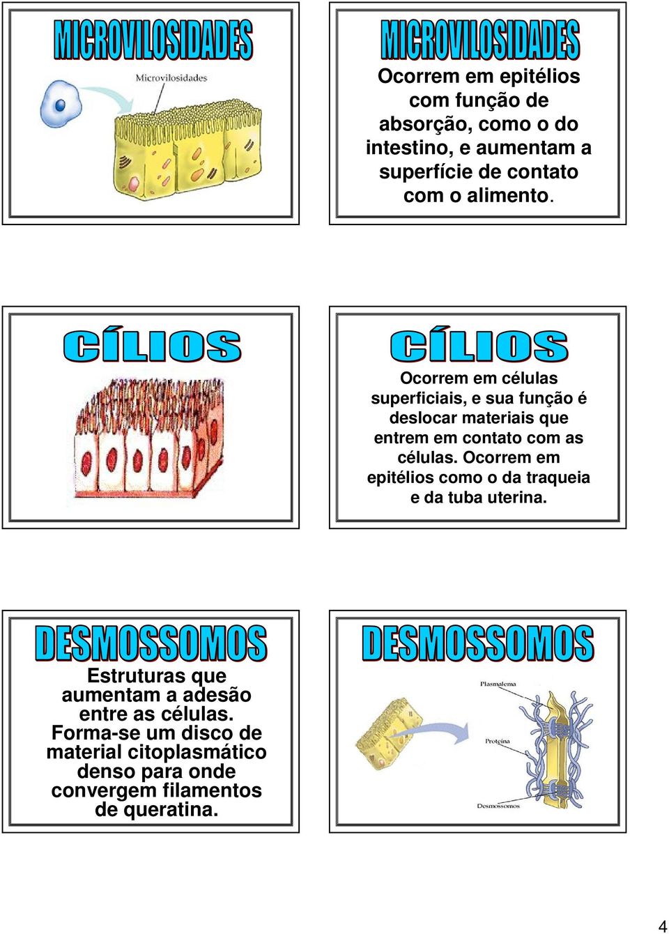 Ocorrem em epitélios como o da traqueia e da tuba uterina. Estruturas que aumentam a adesão entre as células.