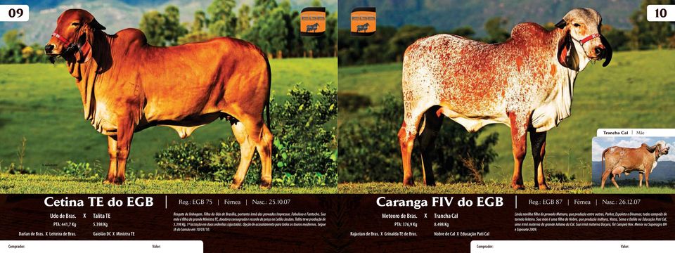 Talita teve produção de 5.398 Kg, 1ª lactação em duas ordenhas (ajustada). Opção de acasalamento para todos os touros modernos. Segue IA do Sansão em 10/03/10. Caranga FIV do EGB Reg.