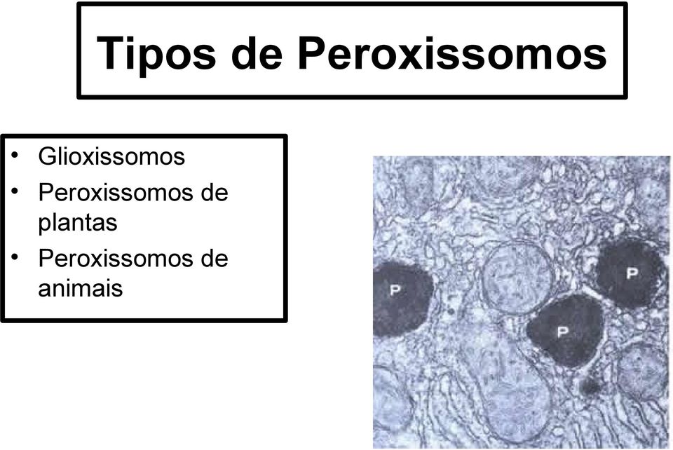 Glioxissomos  de