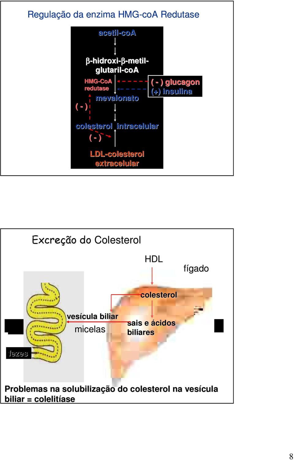 glucagon (+) insulina Excreção do Colesterol HDL fígado colesterol vesícula biliar micelas