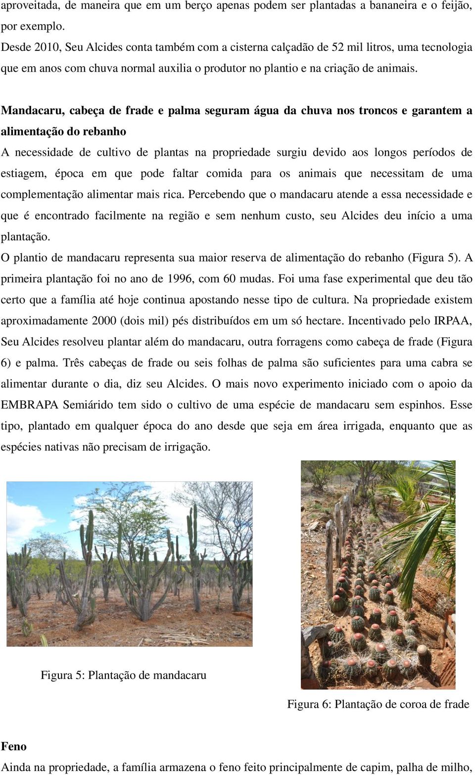 Mandacaru, cabeça de frade e palma seguram água da chuva nos troncos e garantem a alimentação do rebanho A necessidade de cultivo de plantas na propriedade surgiu devido aos longos períodos de