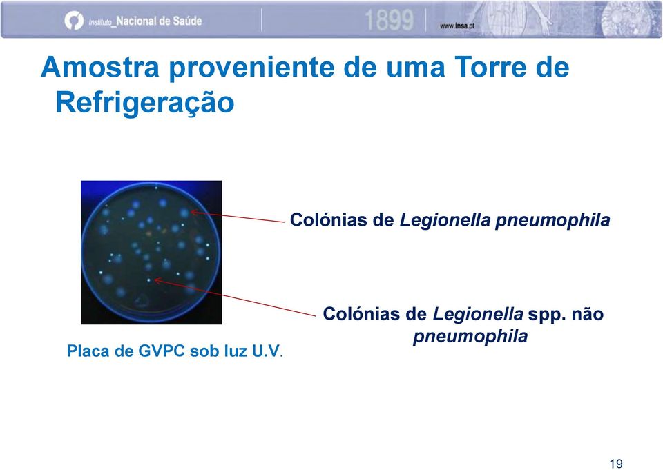 pneumophila Placa de GVP