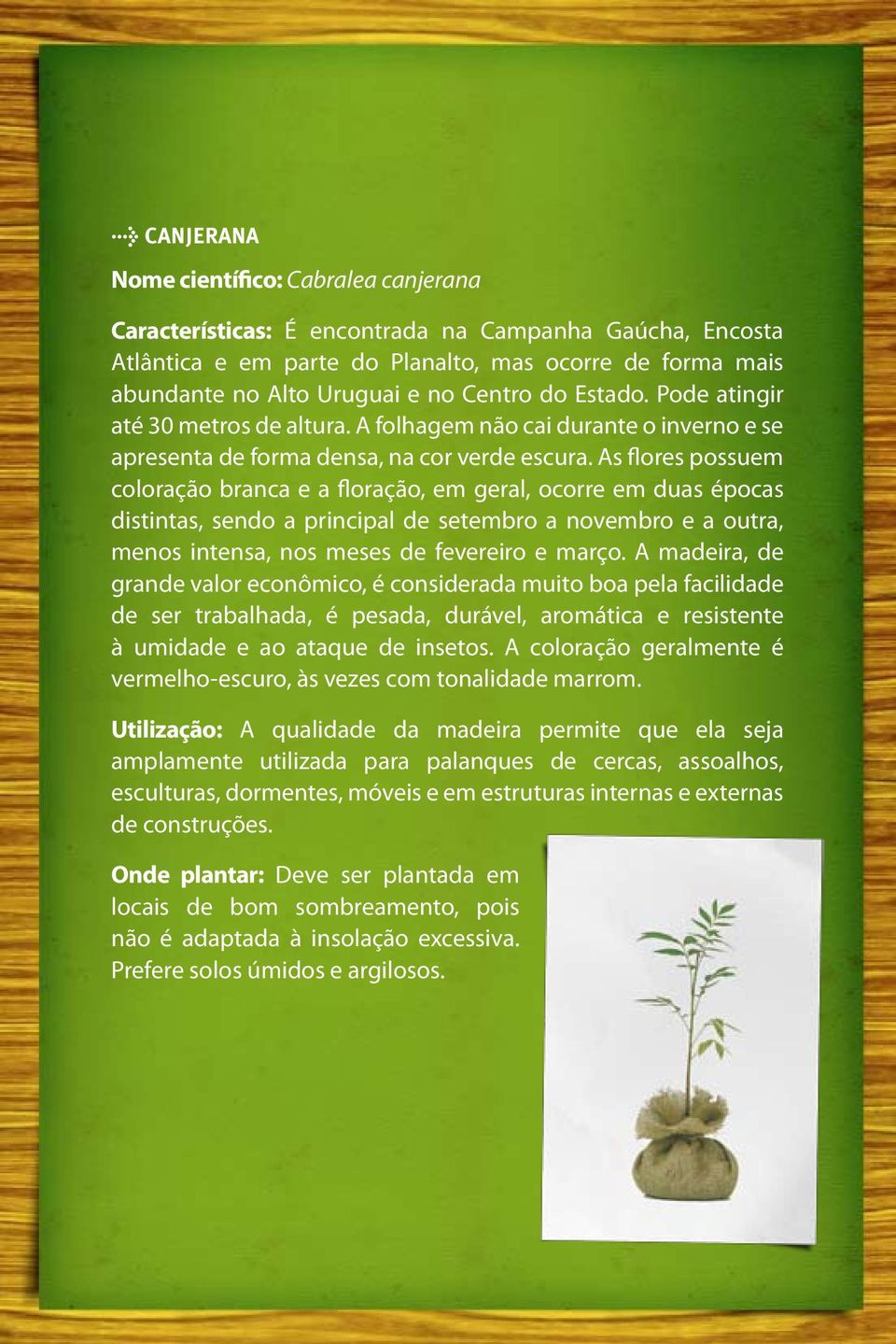 As flores possuem coloração branca e a floração, em geral, ocorre em duas épocas distintas, sendo a principal de setembro a novembro e a outra, menos intensa, nos meses de fevereiro e março.