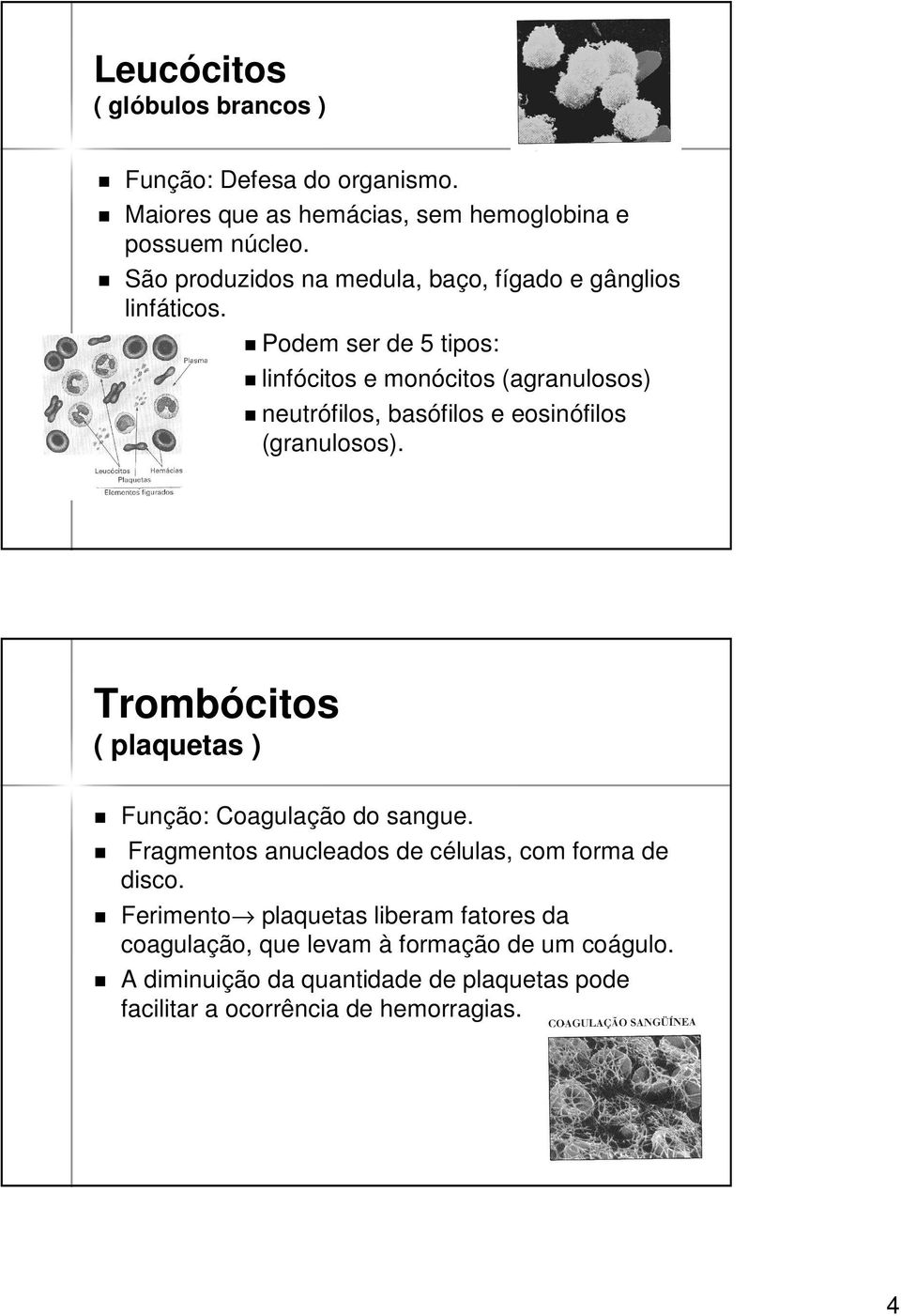 Podem ser de 5 tipos: linfócitos e monócitos (agranulosos( agranulosos) neutrófilos, basófilos e eosinófilos (granulosos).