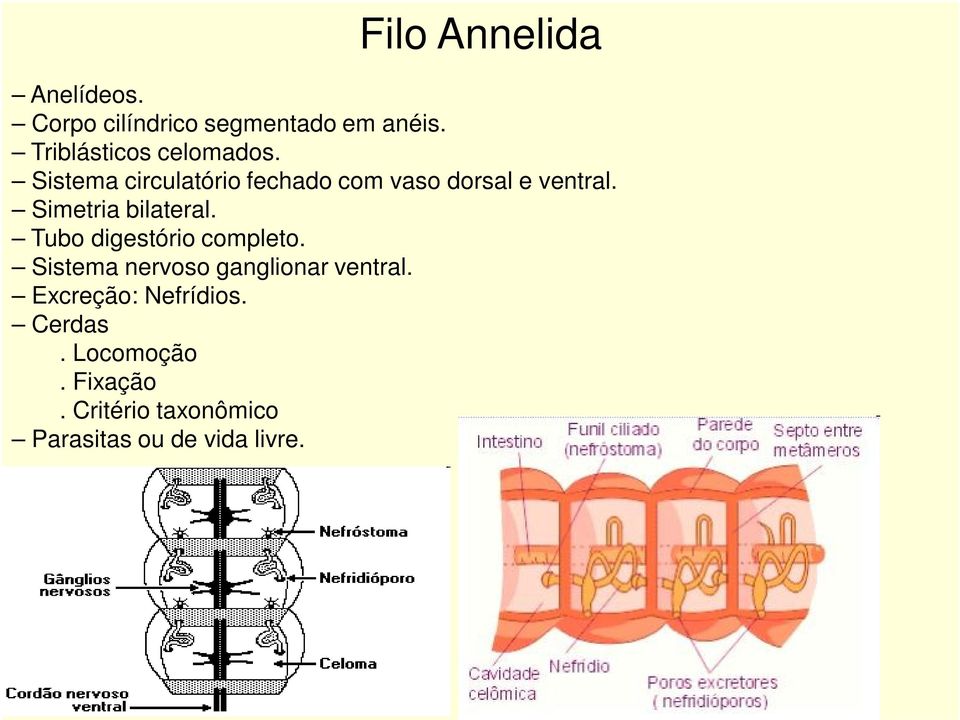 Simetria bilateral. Tubo digestório completo. Sistema nervoso ganglionar ventral.