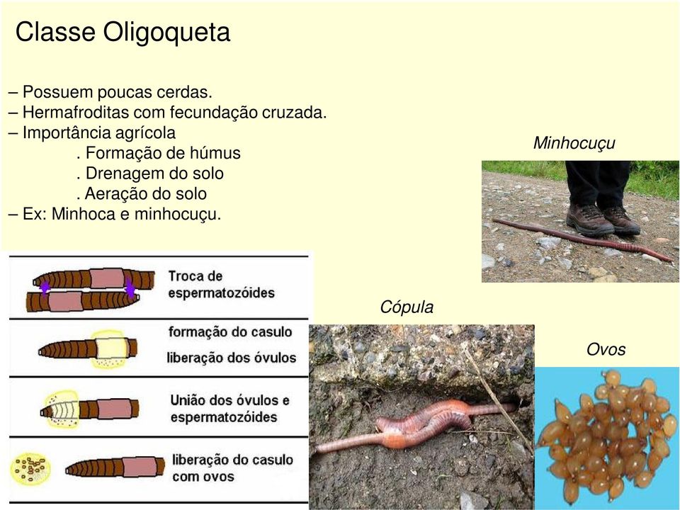 Importância agrícola. Formação de húmus.