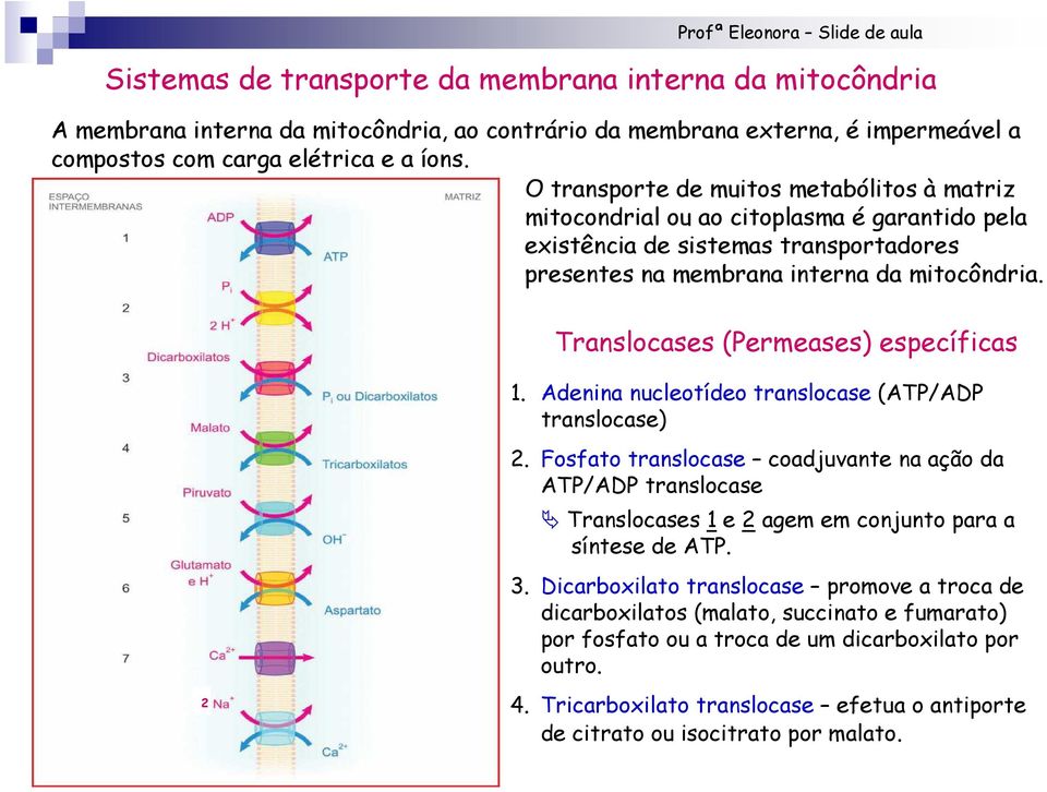 Translocases (Permeases) específicas 2 1. Adenina nucleotídeo translocase (ATP/ADP translocase) 2.